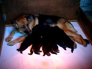 chiots du val de la cascade a 14 jours