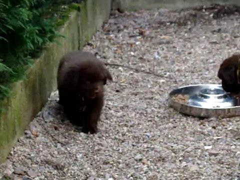 chiots bonny terre neuve marron de VALOYAN
