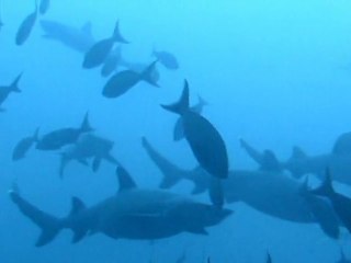 Dive with sharks Cocos Island - Costa Rica