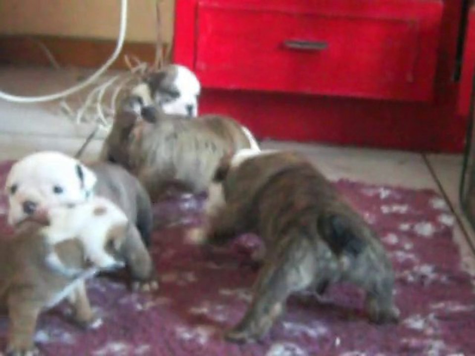 chiot bulldog