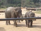 Fillerin Dansı / Tayland