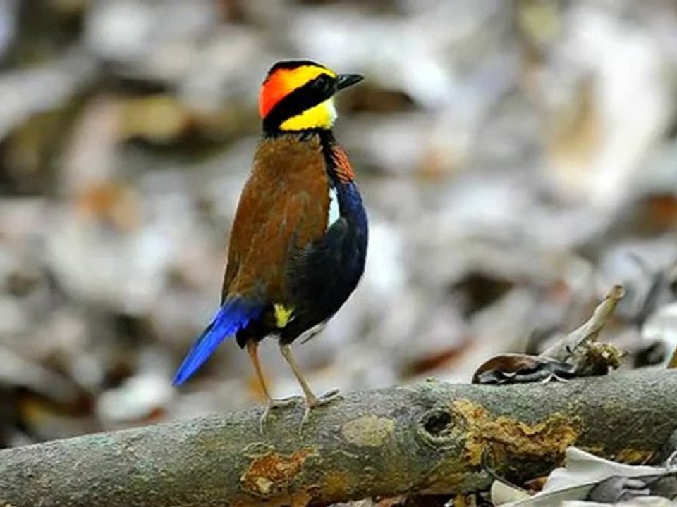 Gurney's Pitta