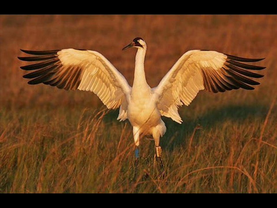 musique techno trance electro