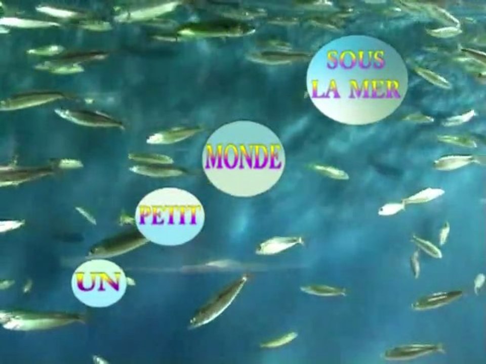 Un petit monde sous la mer