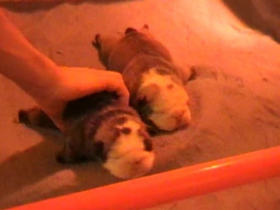 chiots bulldog anglais 10 jours aujourd'hui