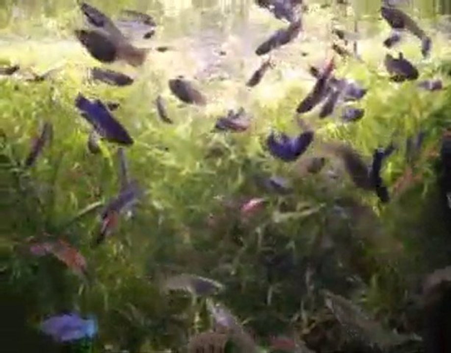 PK bleu 01 01 2011