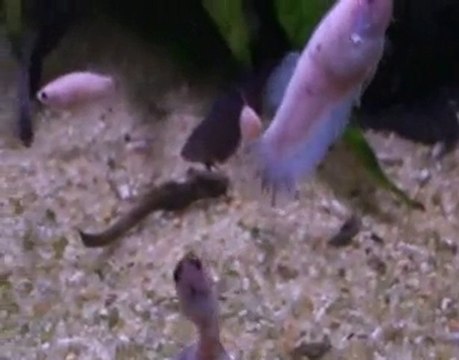 Betta splendens Orange X Bleu acier 01 01 11