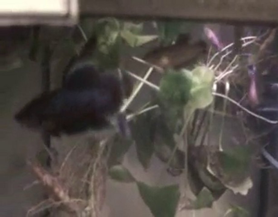 Betta splendens Queue double multi X PK bleu roi.