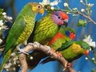 Kuşlar ve Gagaları-İlginç ve Özel