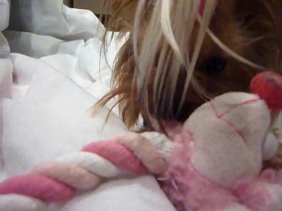 Easy et son joujou rose