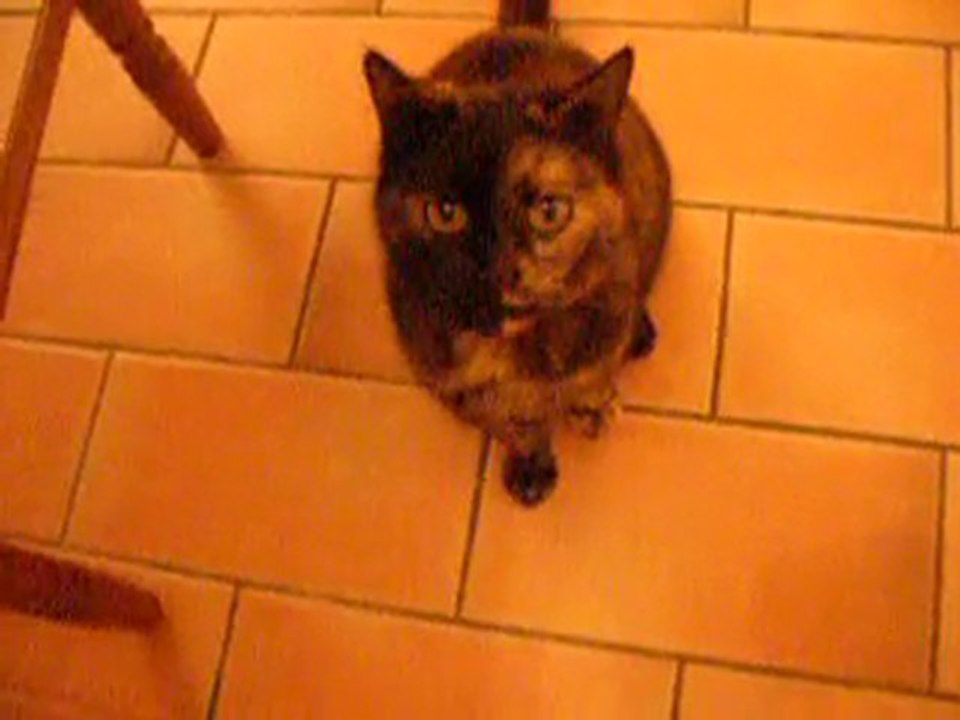 le chat assis 2