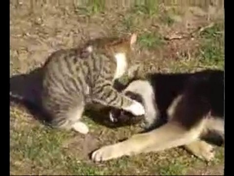 Котёнок и щенок