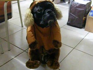 bouledogue français unique au monde (lol)