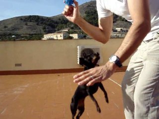 Aprende a Motivarte con tu Perro