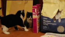 Котенок и зеркало