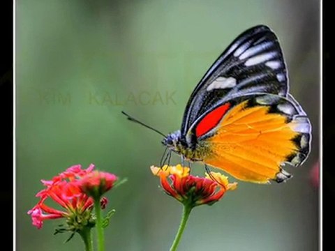 Film=kim kalacak etrafında=mehmet sancak-duyguların şairi=