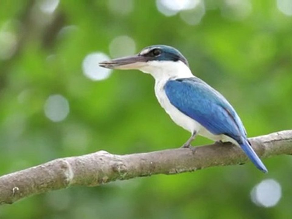 Collared Kingfisher by dcfeverpanerai10