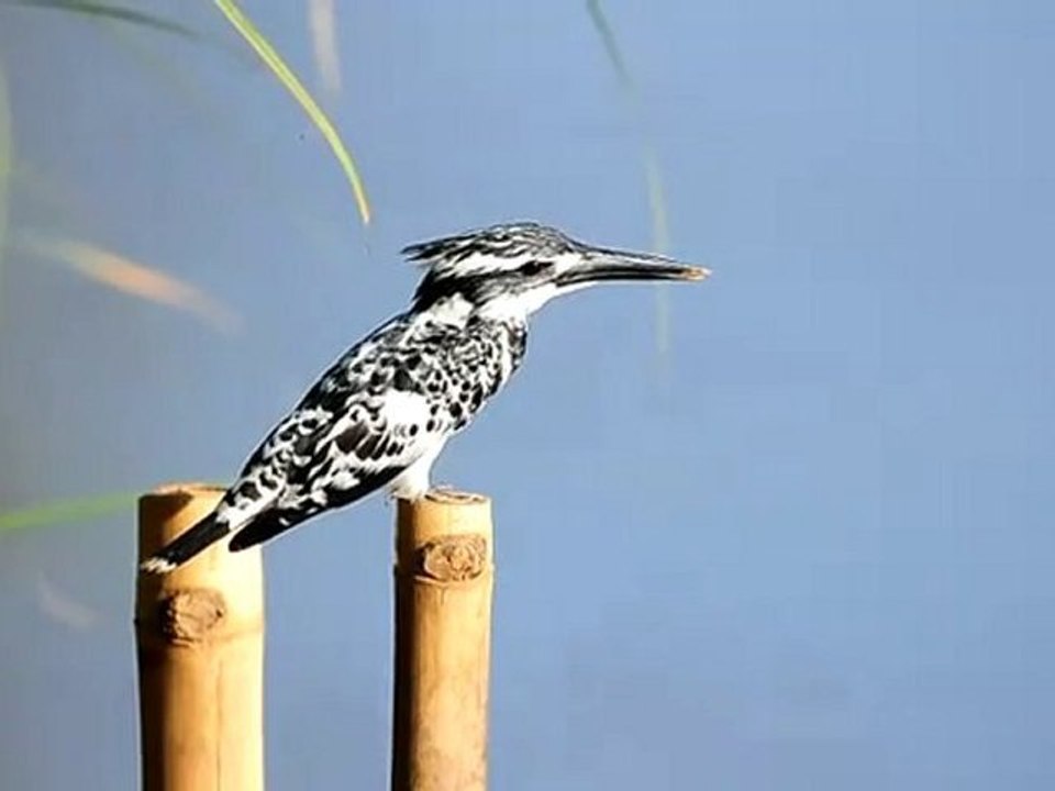 pied Kingfisher