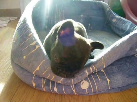 chiot bouledogue Français 2e portée