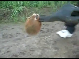 Российский медоед.  Боевой хомячелло .)))