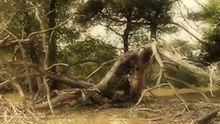 Planet Earth 4 Heathland Seasons