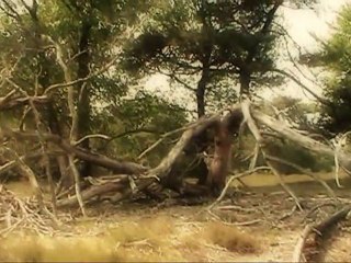 Planet Earth 4 Heathland Seasons