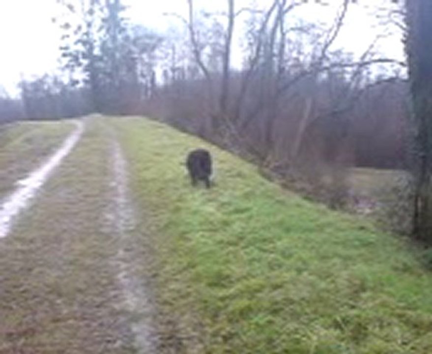 balade du matin Crystal le 9.01.2011 la machine