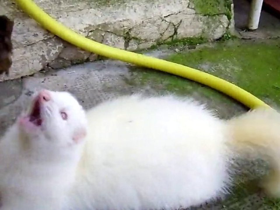 paquerette le 10 janvier 2011 asso furets 2eme chance