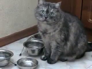 Il piatto piange povero gatto