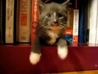 Drôle de Façon de dormir ce petit Chaton