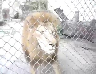 Raffica di rutti del leone