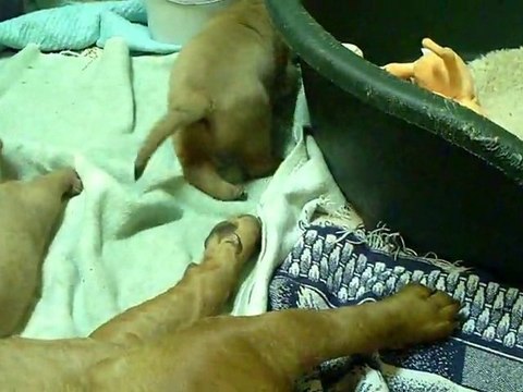 BB de L'Exigence / séance de jeux avec maman 26 jours