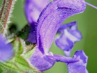 " Voyages au coeur du Vivant " 2010 Pascale Scarabin