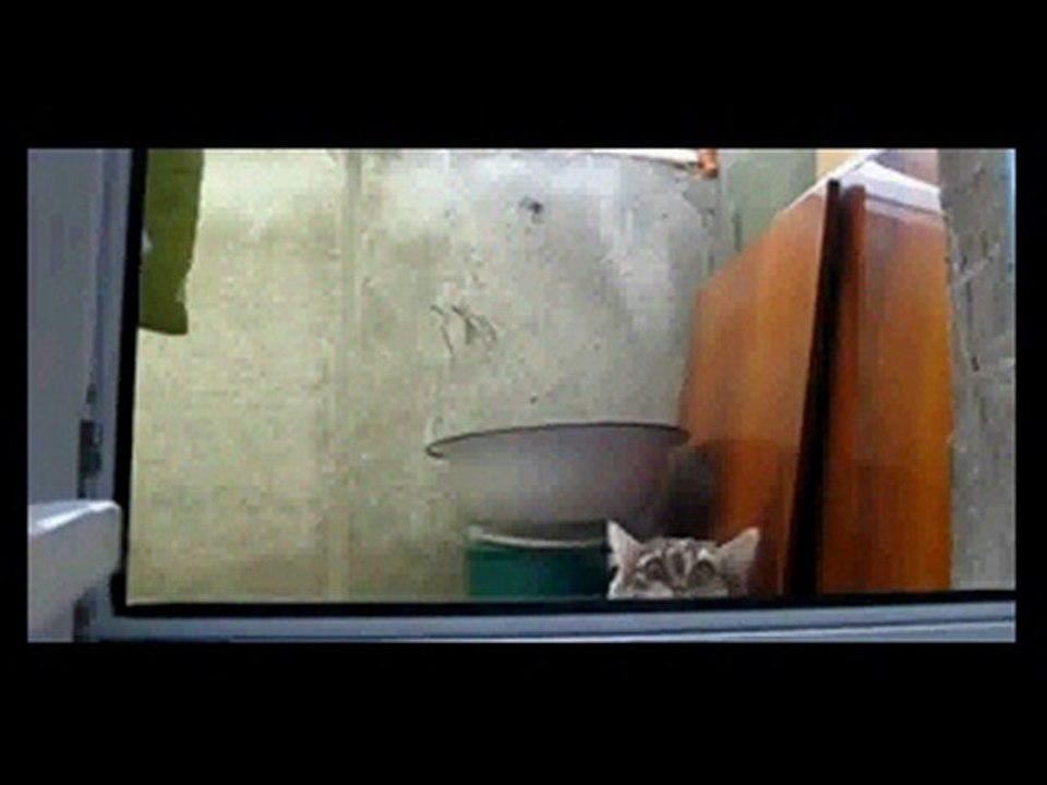 catserious