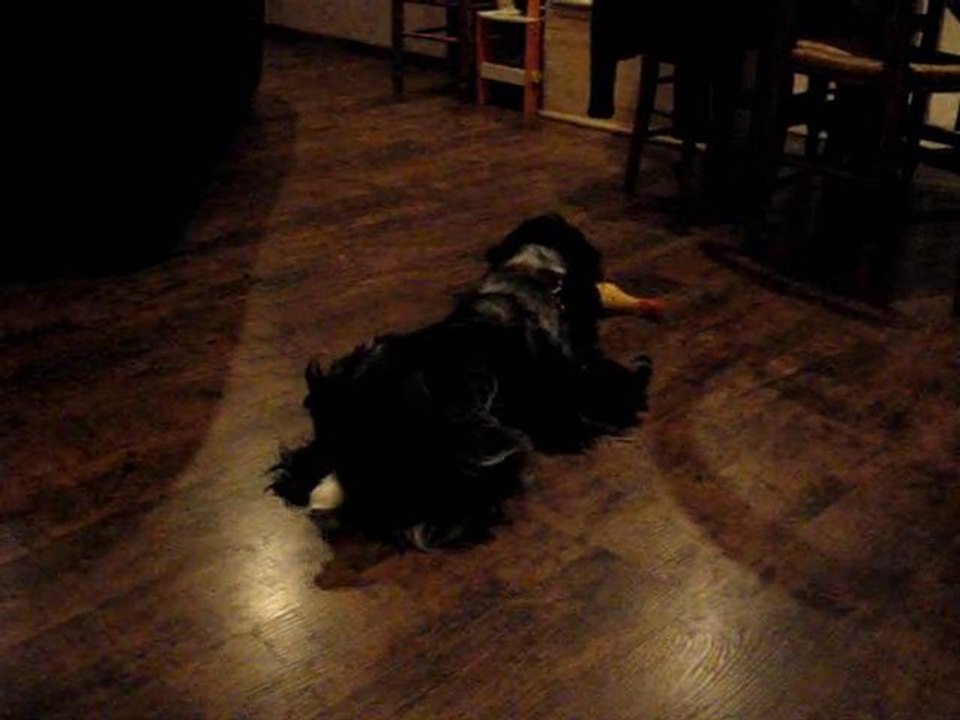 Ebène découvre ses nouveaux jouets