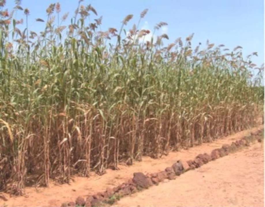 Claude Roger - Agronomes et Vétérinaires Sans Frontières