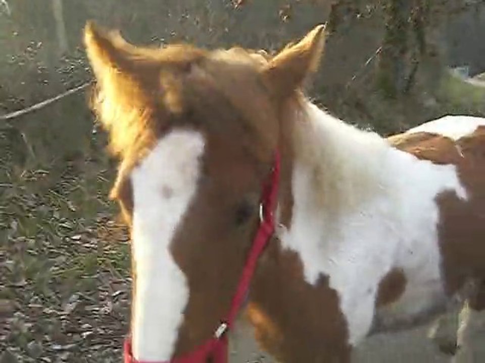 1ere sortie en longe