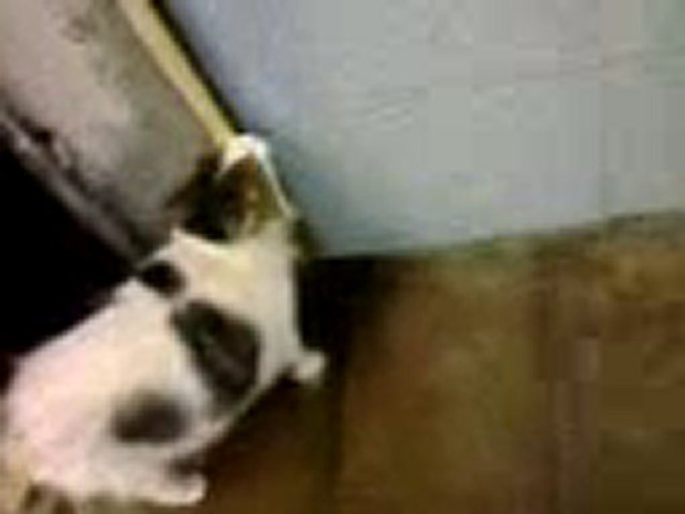 Ayvalıklı Garfield