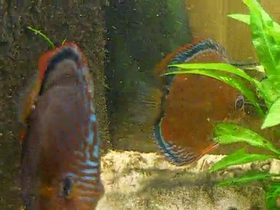 Vidéo repro 4 couple 1