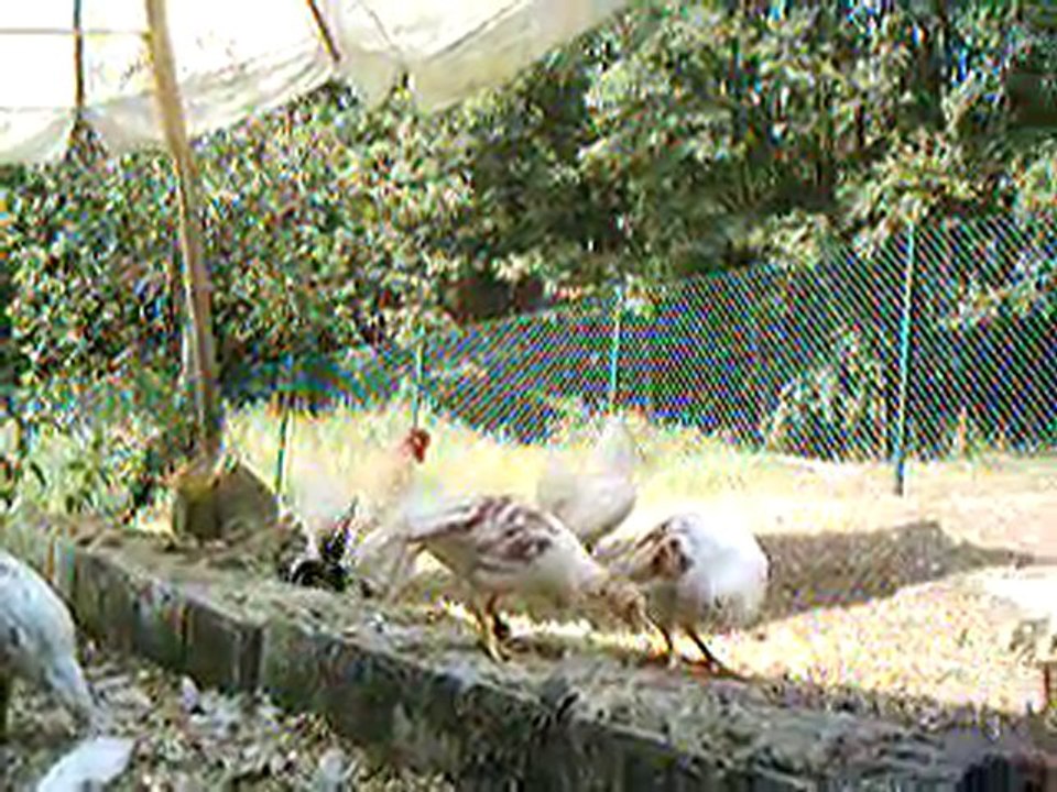 les poussins plutot poulettes et coquelets o tit poulailler