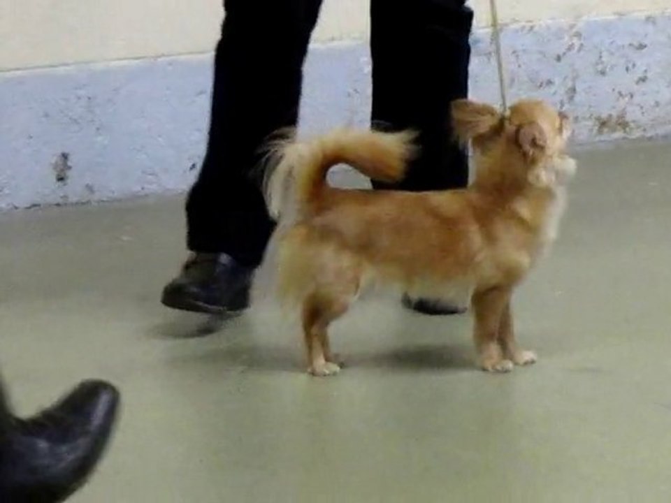 Expo dog show chihuahua le 9 janvier 2011