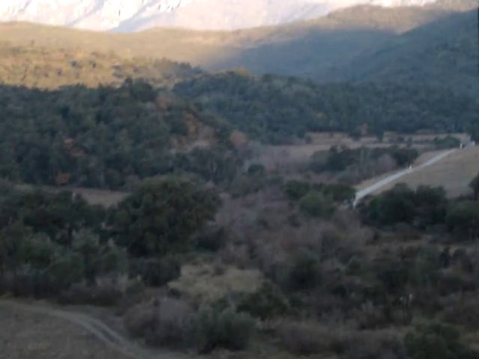 Basset Bleu Gascogne 08-01-2011 (02)