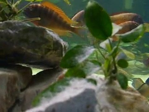 Tropheus Moorii İlangi Doğal Yoldan Dünyaya Gelen Yavru