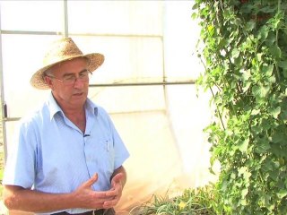 Les propietats del leonotis leonurus