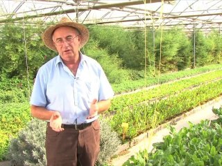 Les propietats del lepidium latiflolium