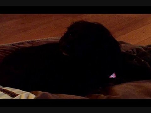 Les Cockers Spaniels