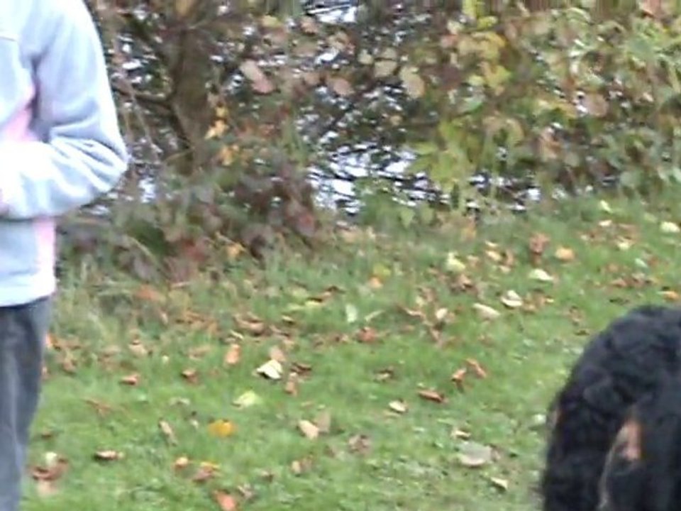 Edison Bouvier Bernois 10 mois