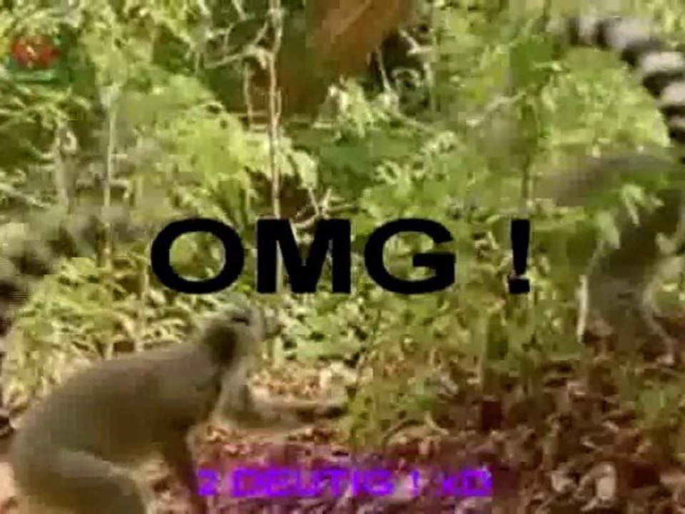 Schwanzvergleich im KiKa