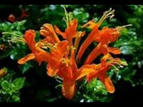 ENES MUTLU - DESEM Kİ