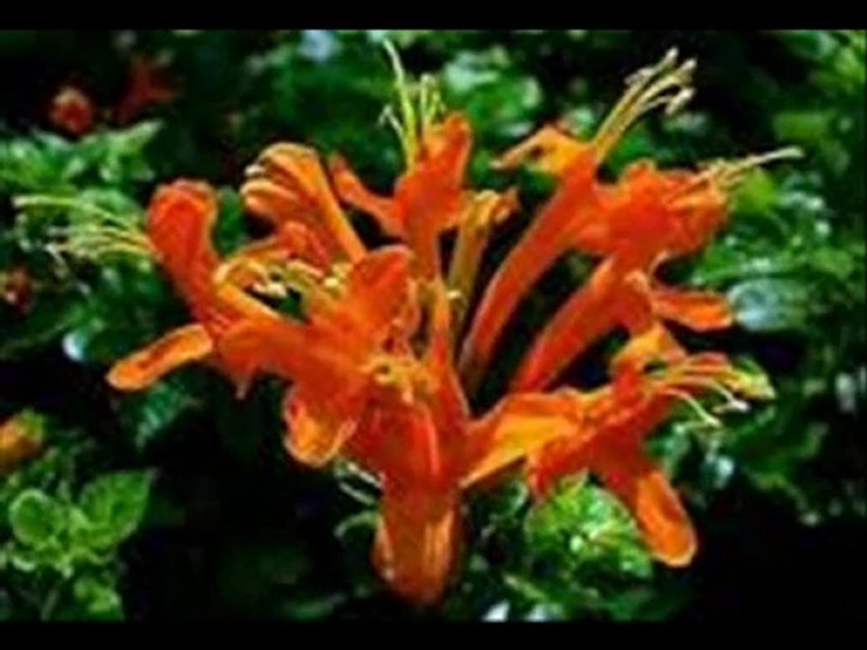 ENES MUTLU - DESEM Kİ